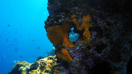 Window through the coral