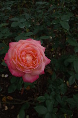 Cream and Pink Flower of Rose 'Asagumo' in Full Bloom
