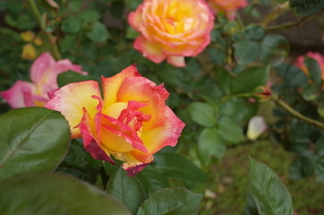 Cream and Pink Flower of Rose 'Asagumo' in Full Bloom
