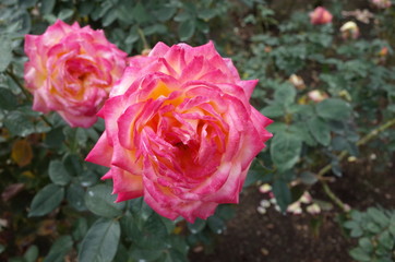 Cream and Pink Flower of Rose 'Asagumo' in Full Bloom
