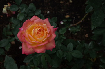 Cream and Pink Flower of Rose 'Asagumo' in Full Bloom
