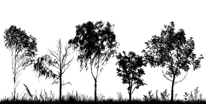 Monochrome landscape with trees. Vector illustration