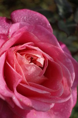 Light Pink Flower of Rose 'Ashley' in Full Bloom
