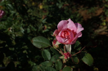 Light Pink Flower of Rose 'Ashley' in Full Bloom
