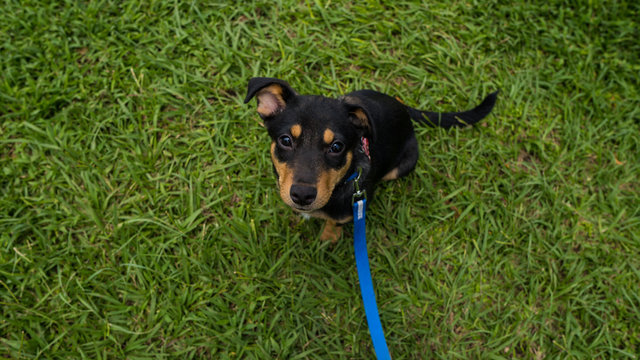 High angle shot of a Huntaway puppy on the grass with a blue leash