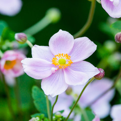 close up of a pink flower in garden