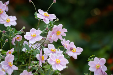 many pink and white flowers darker background