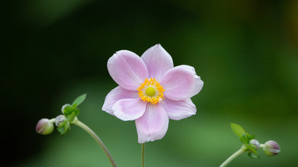 pink and white flower in the garden