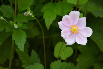 pink flower in garden