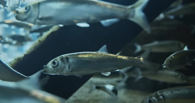 Silver Fishes Swimming Around Wooden Branch Underwater