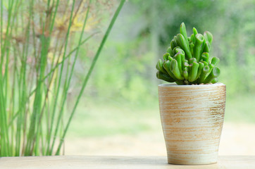 Crassula Ovata Gollum Succulent plant in ceramic pot on wood table top background