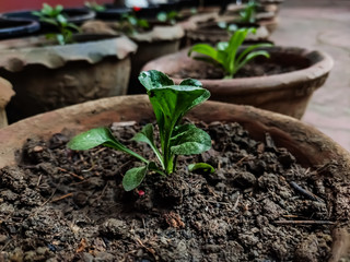 This is the small petunia plant close shot in the morning. Petunia is genus of 20 species of flowering plants of South American origin.