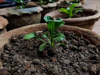 This is the small petunia plant close shot in the morning. Petunia is genus of 20 species of flowering plants of South American origin.