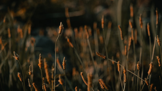 Closeup of a field filled with common spike-rush during golden hour