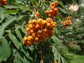 orange rowan berries and openwork leaves on rowan branches, selective focus, blurred background