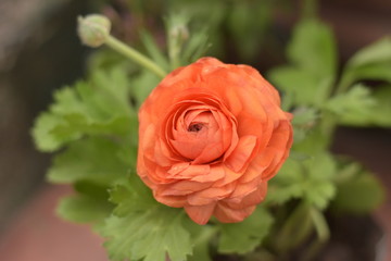 Persian buttercup (Ranunculus asiaticus)