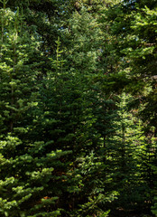 Fototapeta na wymiar spruce patterns in woods in the morning