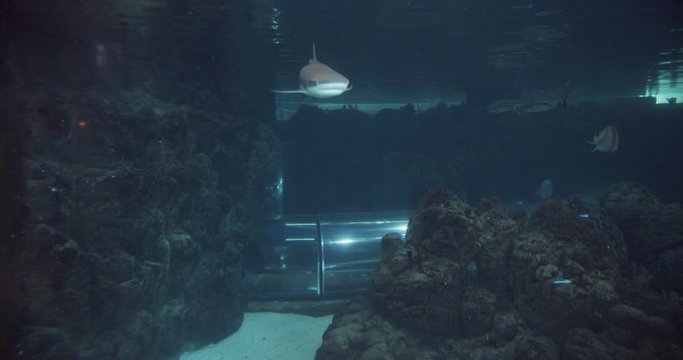 View from Behind the Oceanarium Glass Filled with Fishes and Shark