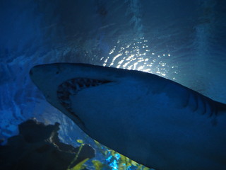 shark in aquarium