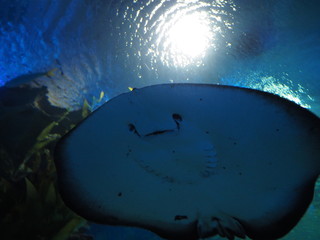 Big stingray © KS