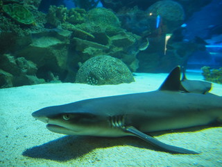 Obraz na płótnie Canvas shark in aquarium