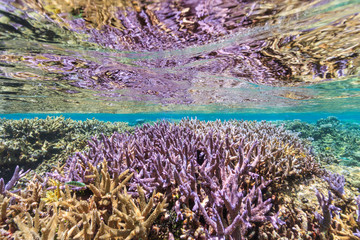 沖縄、宮古島のサンゴ礁