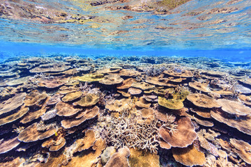 Fototapeta na wymiar 沖縄、宮古島のサンゴ礁