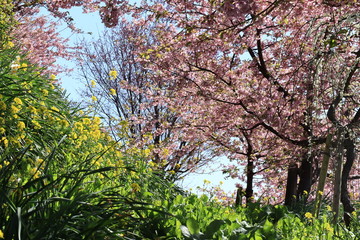 Obraz premium Kawazu Sakura and Rape blossoms in the park ,kanagawa,matsuda