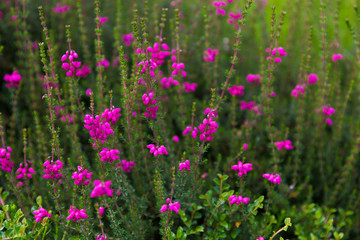 Fototapeta premium Beautiful summer plants