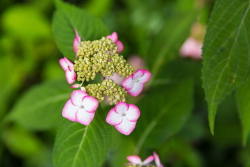 Beautiful summer plants