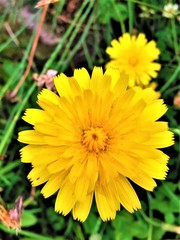 yellow dandelion flower