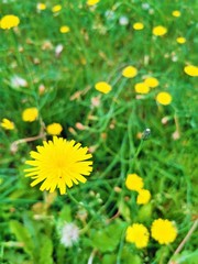 dandelions in the grass