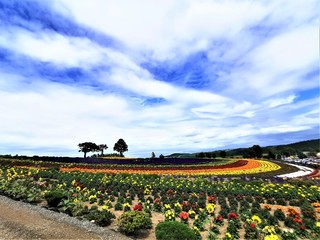 field and blue sky
