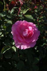 Light Pink Flower of Rose 'Beverly' in Full Bloom
