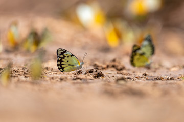 Butterflies mud-puddling on the sandy bank of the nile