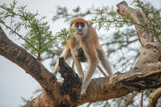 Front profile of a common patas monkey female with baby while feeding on a whistling thorn acacia tree in Murchison falls national park, Uganda