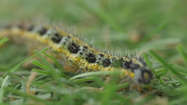 yellow caterpillar crawling in grass macro shot