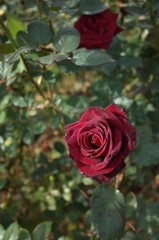 Dark Red Flower of Rose 'Black Baccara' in Full Bloom
