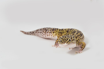 Leopard gecko isolated on white background