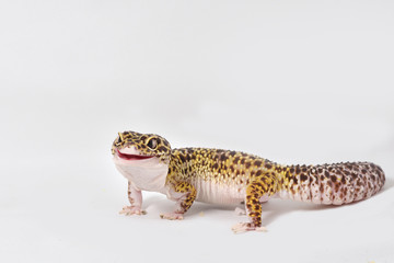 Obraz premium Leopard gecko isolated on white background
