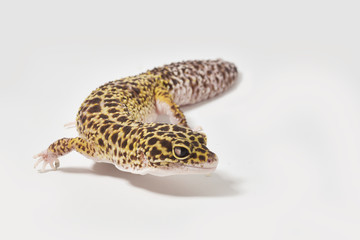Leopard gecko isolated on white background
