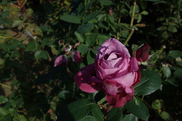 Light Purple Flower of Rose 'Blue Parfum' in Full Bloom
