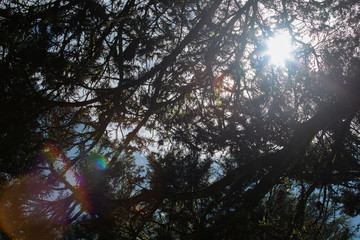 View of the branches of a coniferous tree