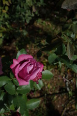 Light Purple Flower of Rose 'Blue Parfum' in Full Bloom
