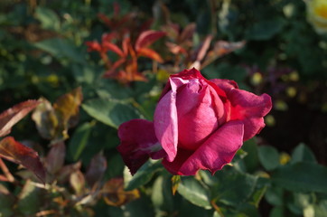 Light Purple Flower of Rose 'Blue Parfum' in Full Bloom
