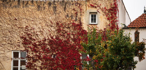 House wall covered with red ivy
