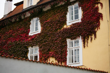Fototapeta na wymiar House wall covered with red ivy