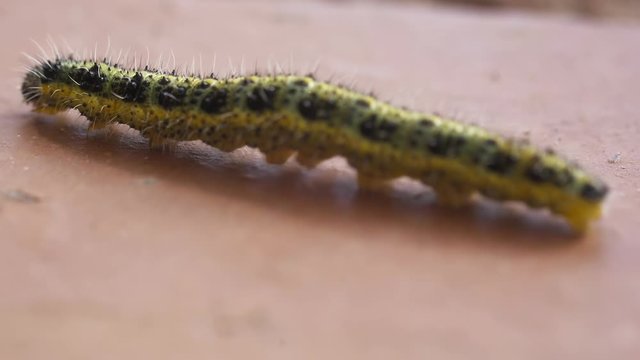 yellow caterpillar crawling macro shot