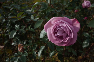 Light Purple Flower of Rose 'Blue River' in Full Bloom
