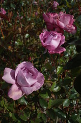 Light Purple Flower of Rose 'Blue River' in Full Bloom
